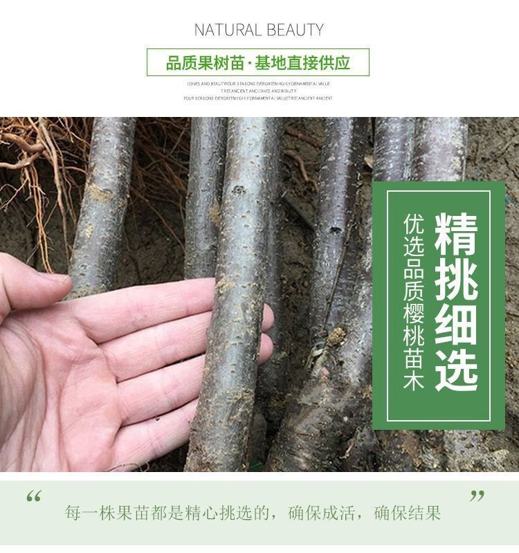 耐寒樱桃车厘子树苗樱桃树苗嫁接樱桃苗盆栽南方北方种植