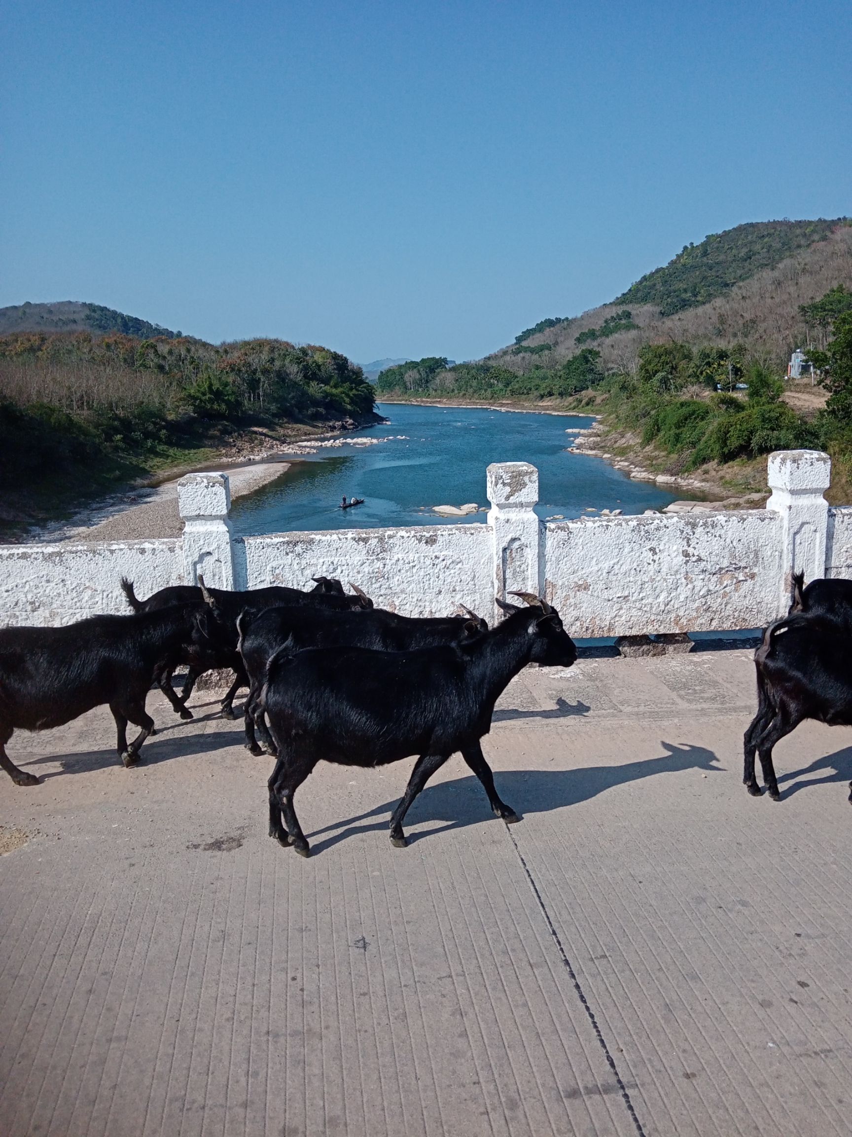 海南天然无污染绿色食品深山小河水小溪水，山坑螺，石头螺，批发