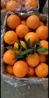 湖北秭归脐橙品种齐全一年四季鲜果供应产无中间商