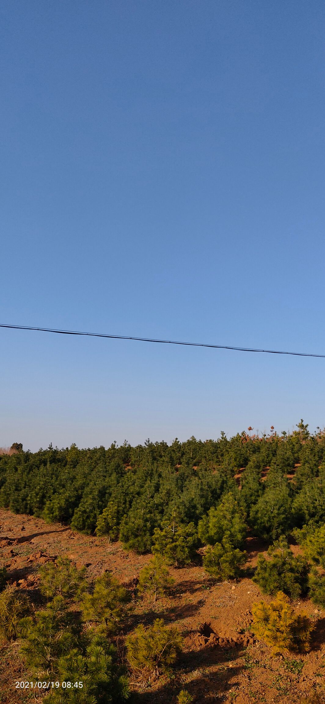  西安蓝田白皮松