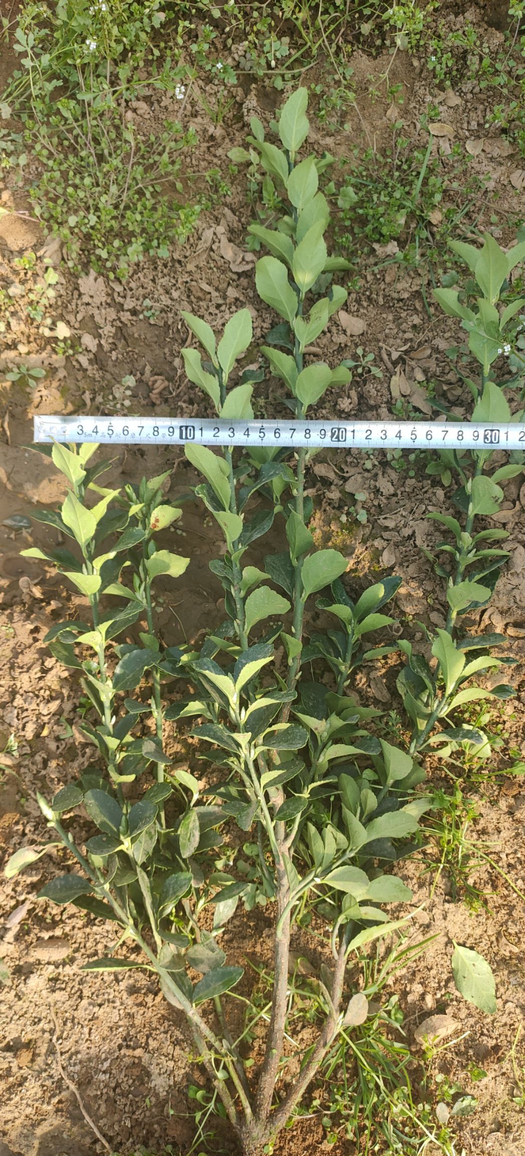 大叶黄杨，基地直销