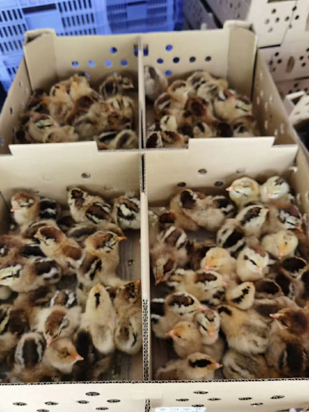 K9鸡苗  正宗麻黄鸡苗，质量保证，价格优惠，量大从优