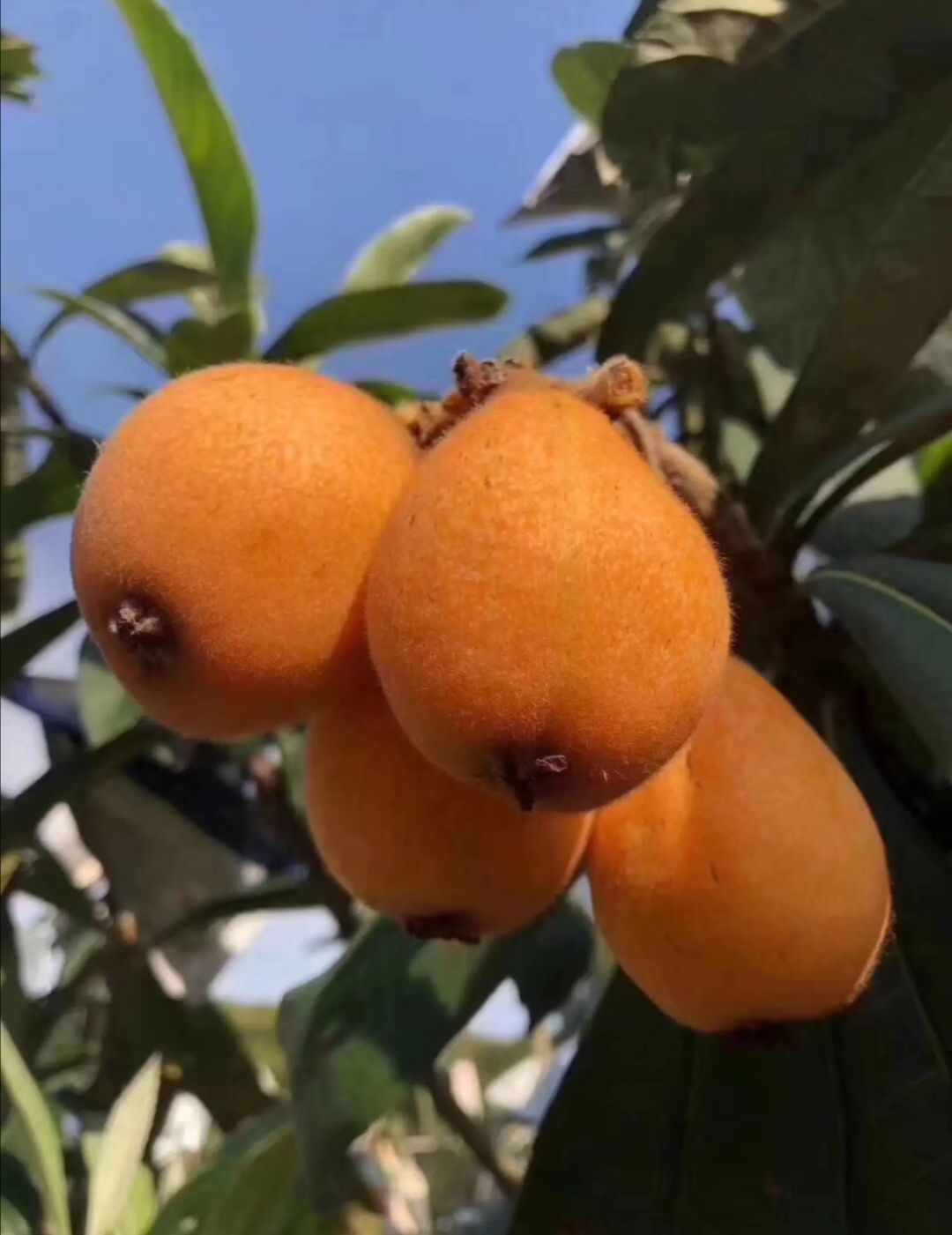 大五星枇杷   莆田早钟枇杷上市，欢迎商超联系！