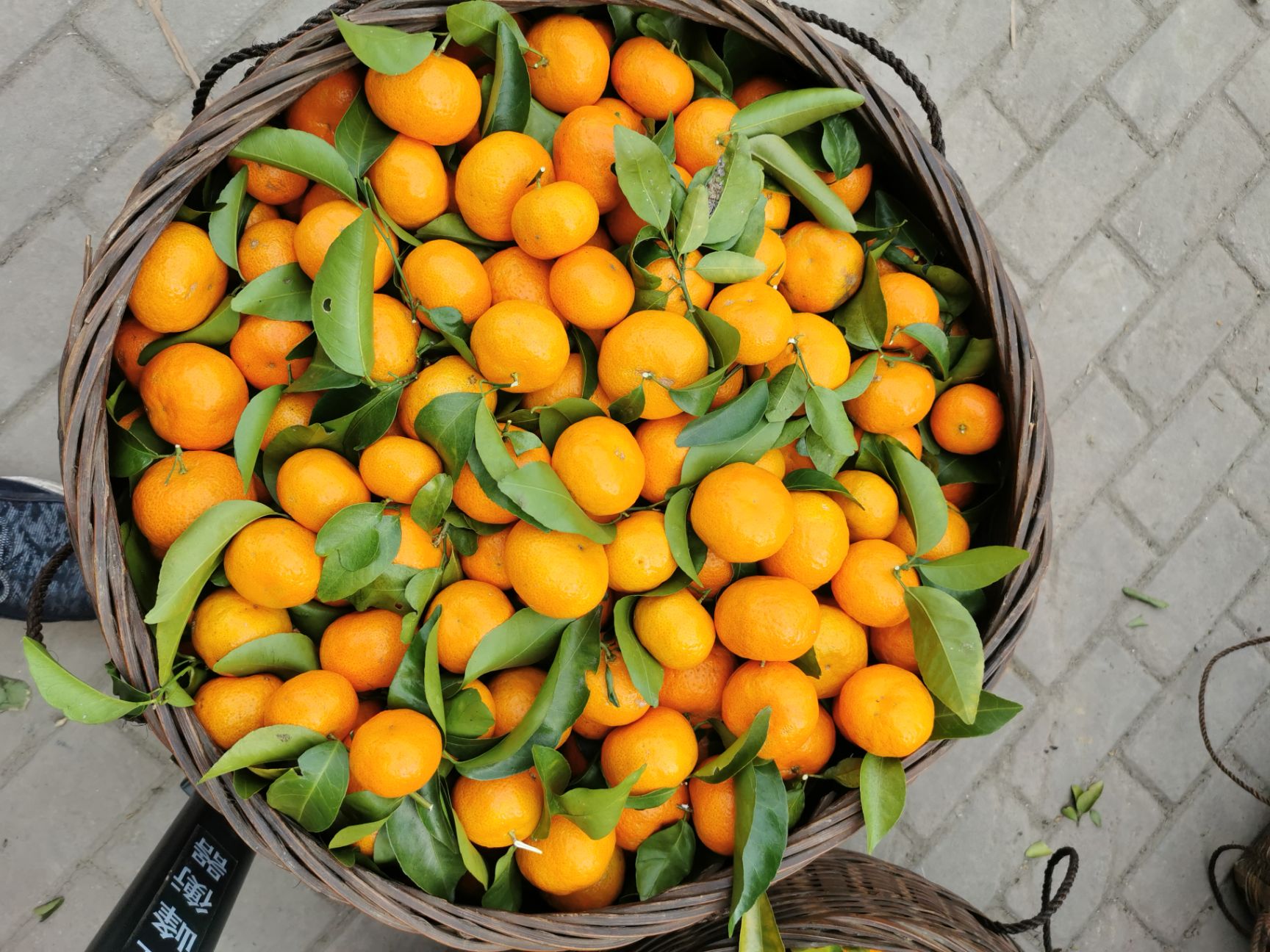 沙糖桔  大量供应砂糖橘 代收各类百家果