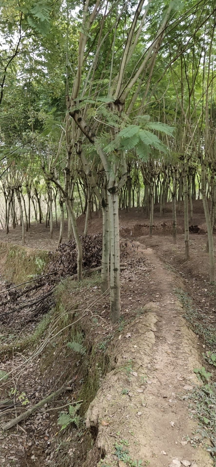 尖叶蓝花楹  蓝花楹