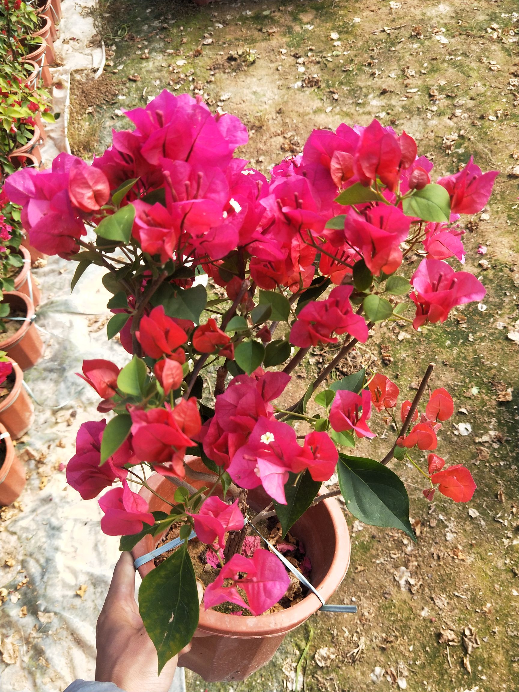 红花三角梅  大红中国红，长期供应各种品种规格三角梅袋苗、盆