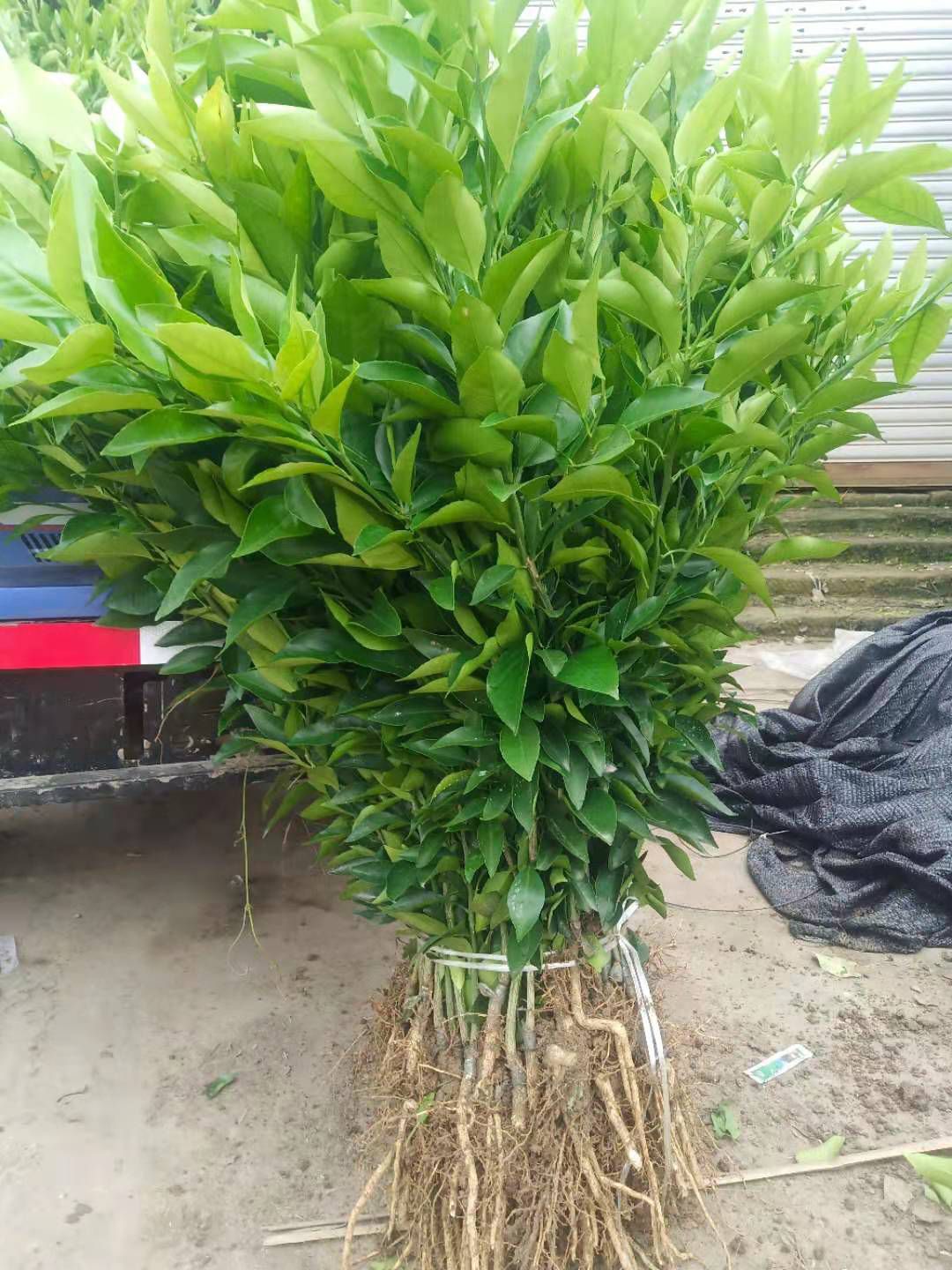 爱媛38号柑桔苗  爱媛38号苗，苗圃直销，品种保证，假一赔十