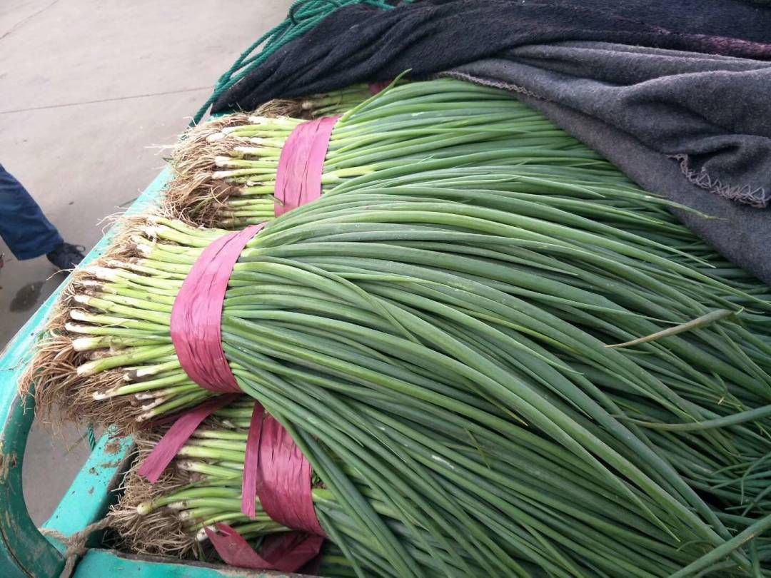 精品香葱大量供货中！