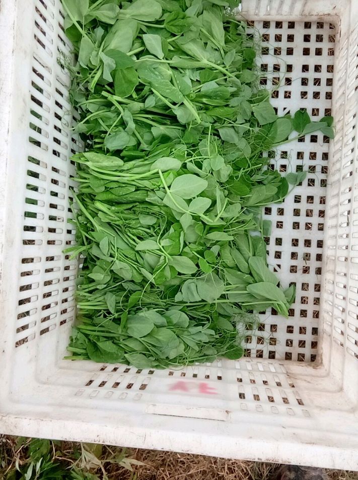 豌豆苗  大量翠绿豌豆尖国庆之前出售