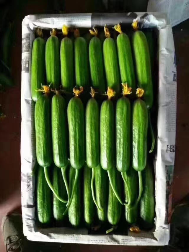 寿光水果黄瓜小黄瓜 产地实力代收 供应超市 档口 电商 食堂
