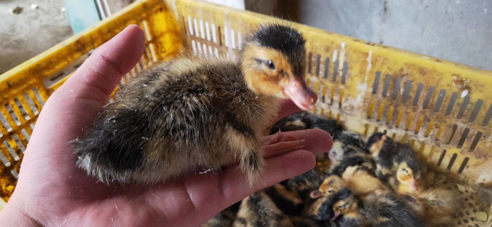 大种麻鸭苗又名四点麻鸭苗，公鸭成年体重7斤以上，母鸭6斤以上