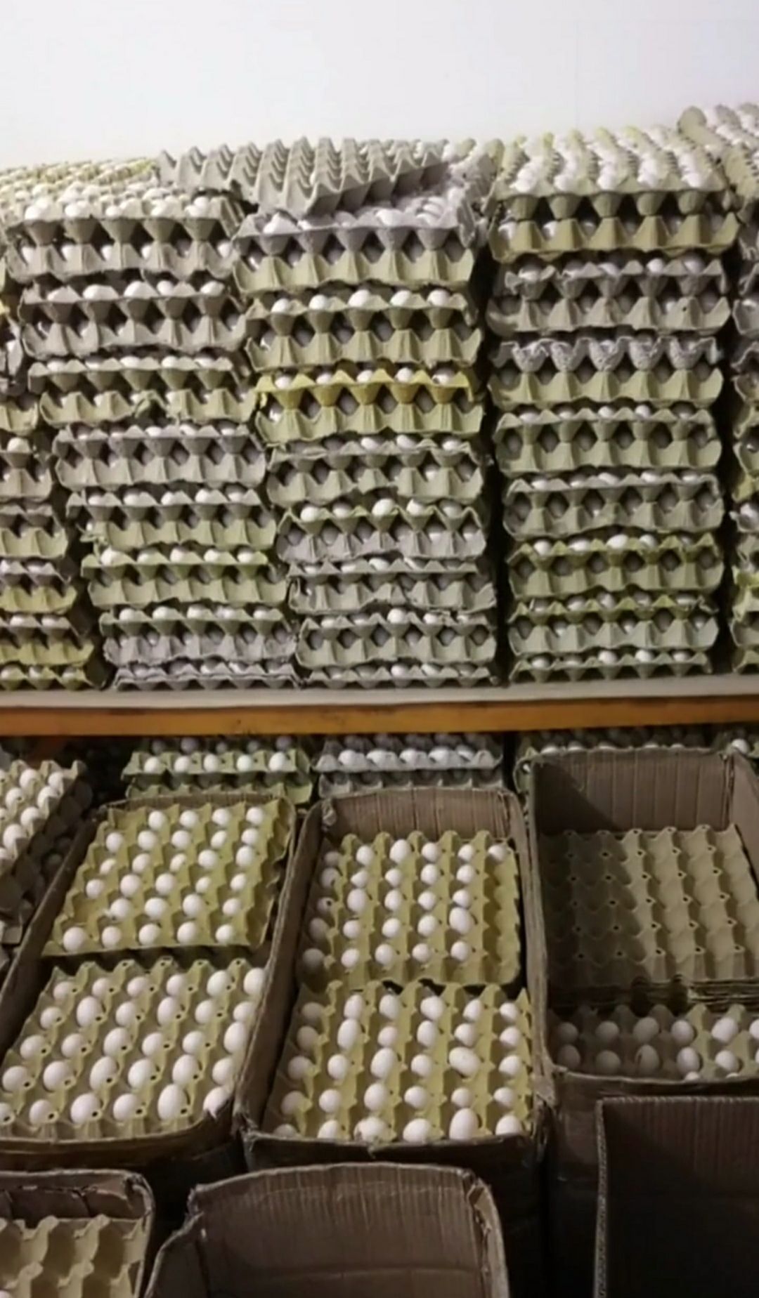 鸽子蛋 新鲜农家原粮现货供应保证新鲜货源稳定常年供应