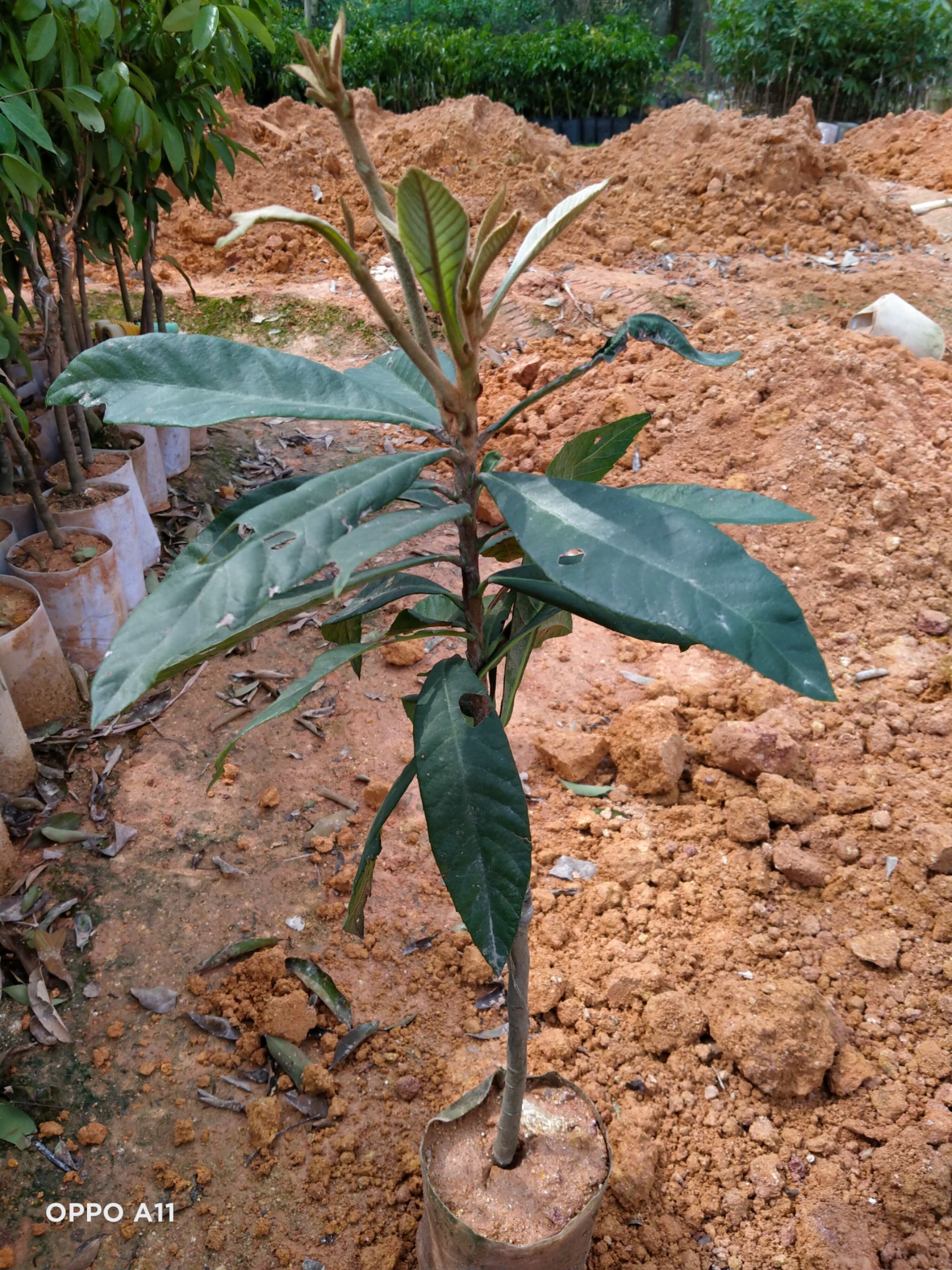 大五星枇杷苗 嫁接苗