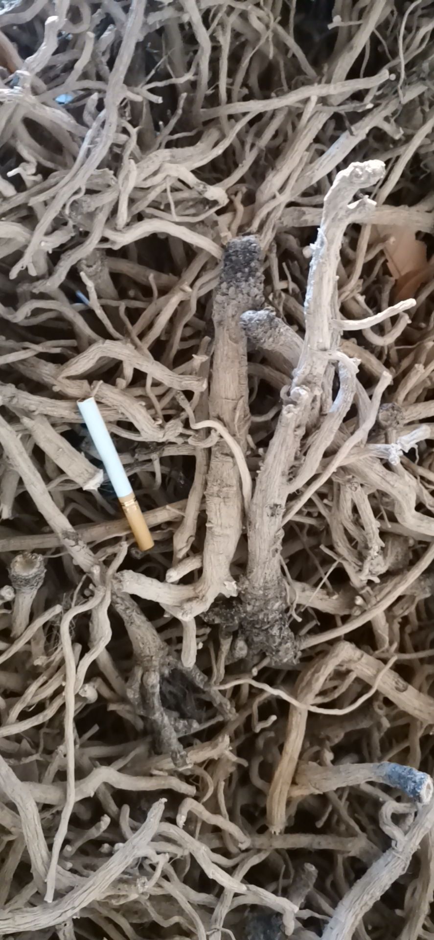 北板蓝根 中药材板蓝根