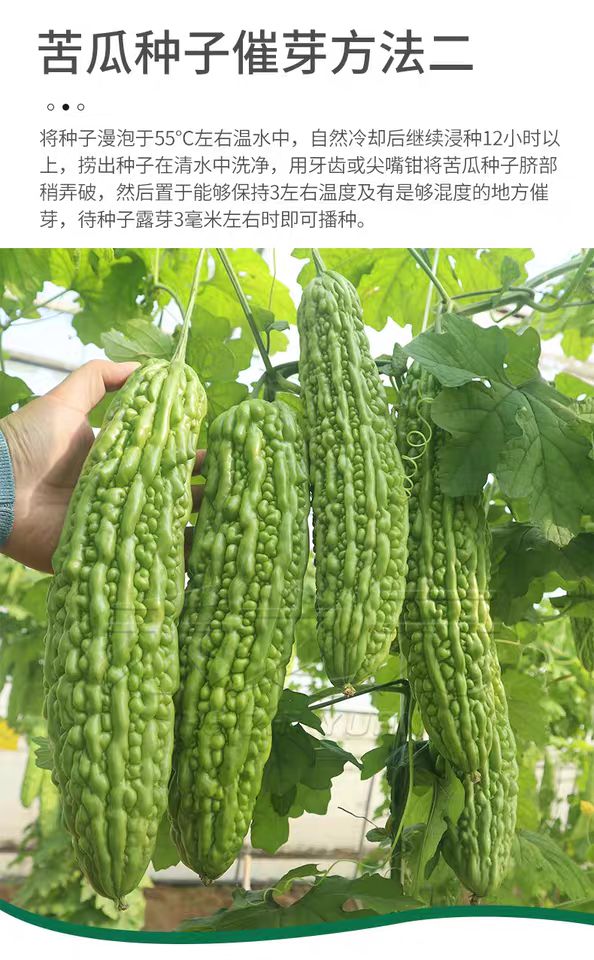 湖南基地直供各类优质苦瓜苗，常年接受预定和代育，量大从优。