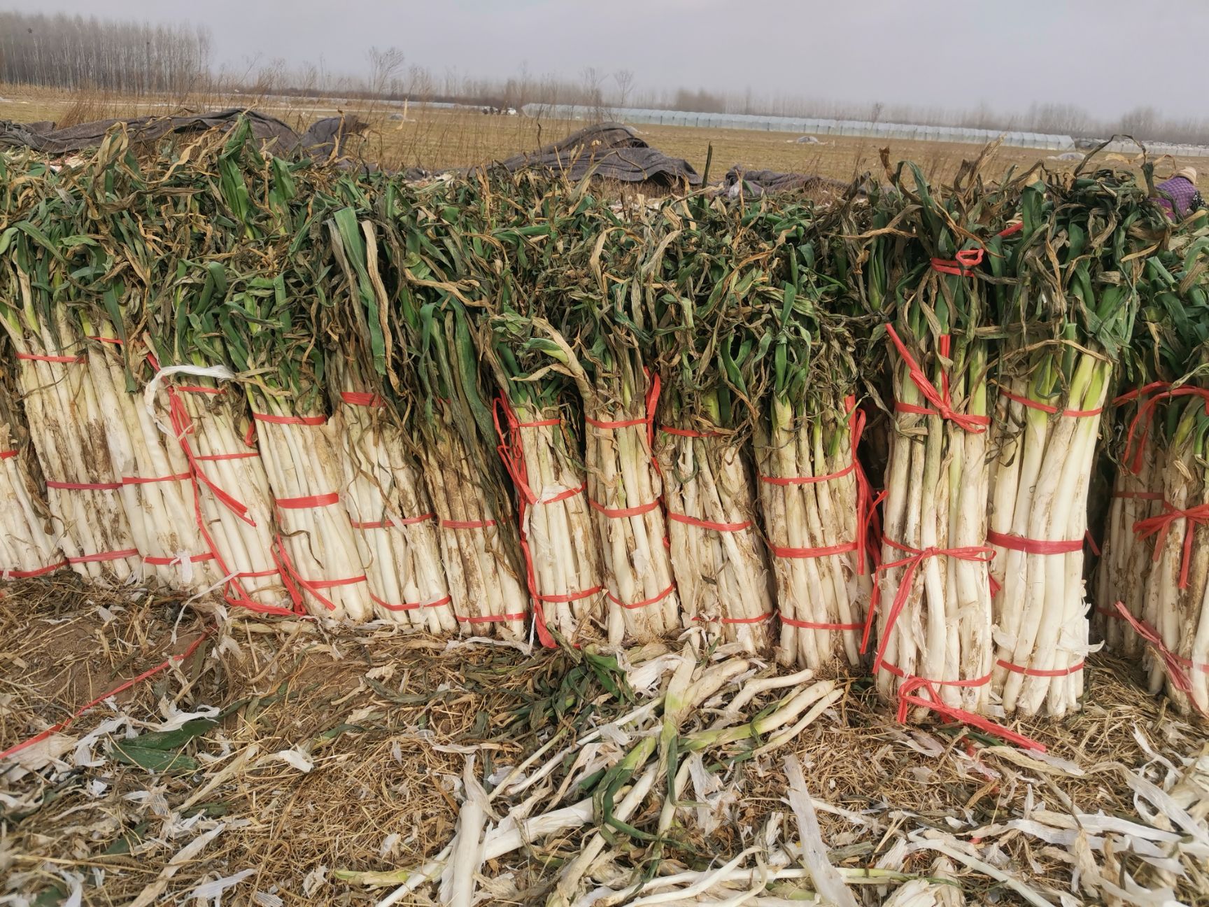  正宗章丘大梧桐葱，自产自销，数量不多，欢迎订购