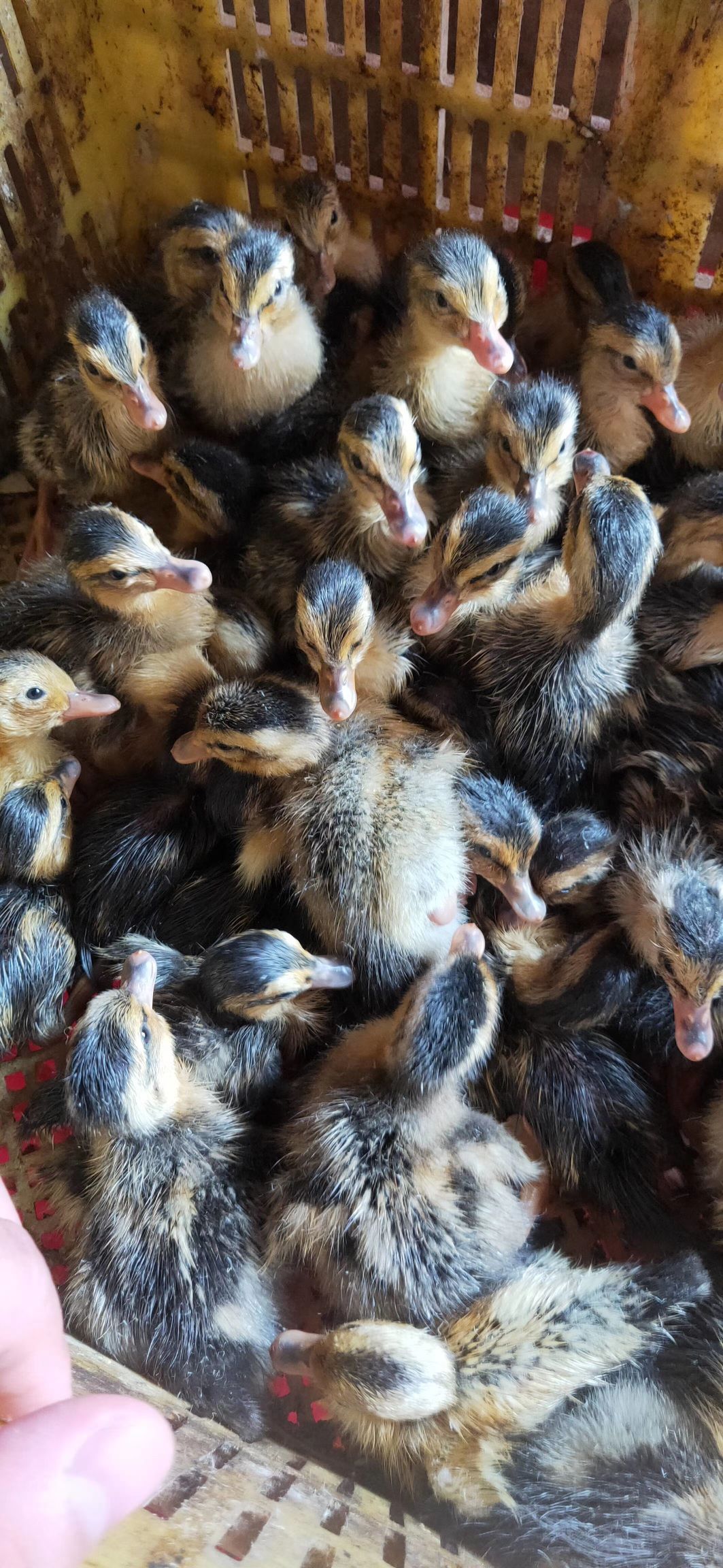 大种麻鸭苗又名四点麻鸭苗，公鸭成年体重7斤以上，母鸭6斤以上