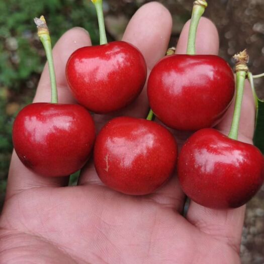大连俄罗斯8号  大连大樱桃，自有樱桃园，种植品种：美早、红灯、佳红、沙蜜托等