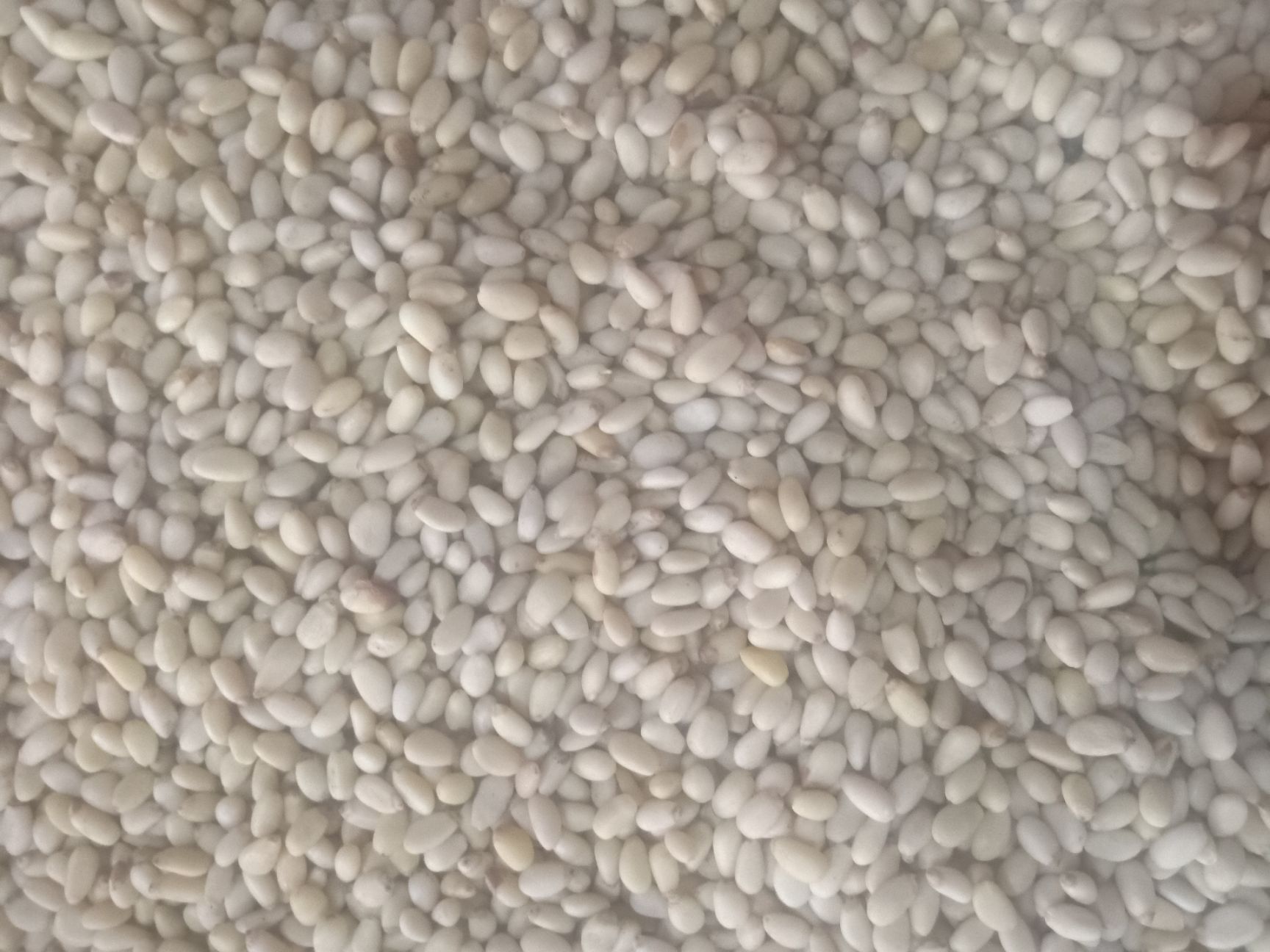 松子仁 吉林省通化市梅河口市 24个月以上