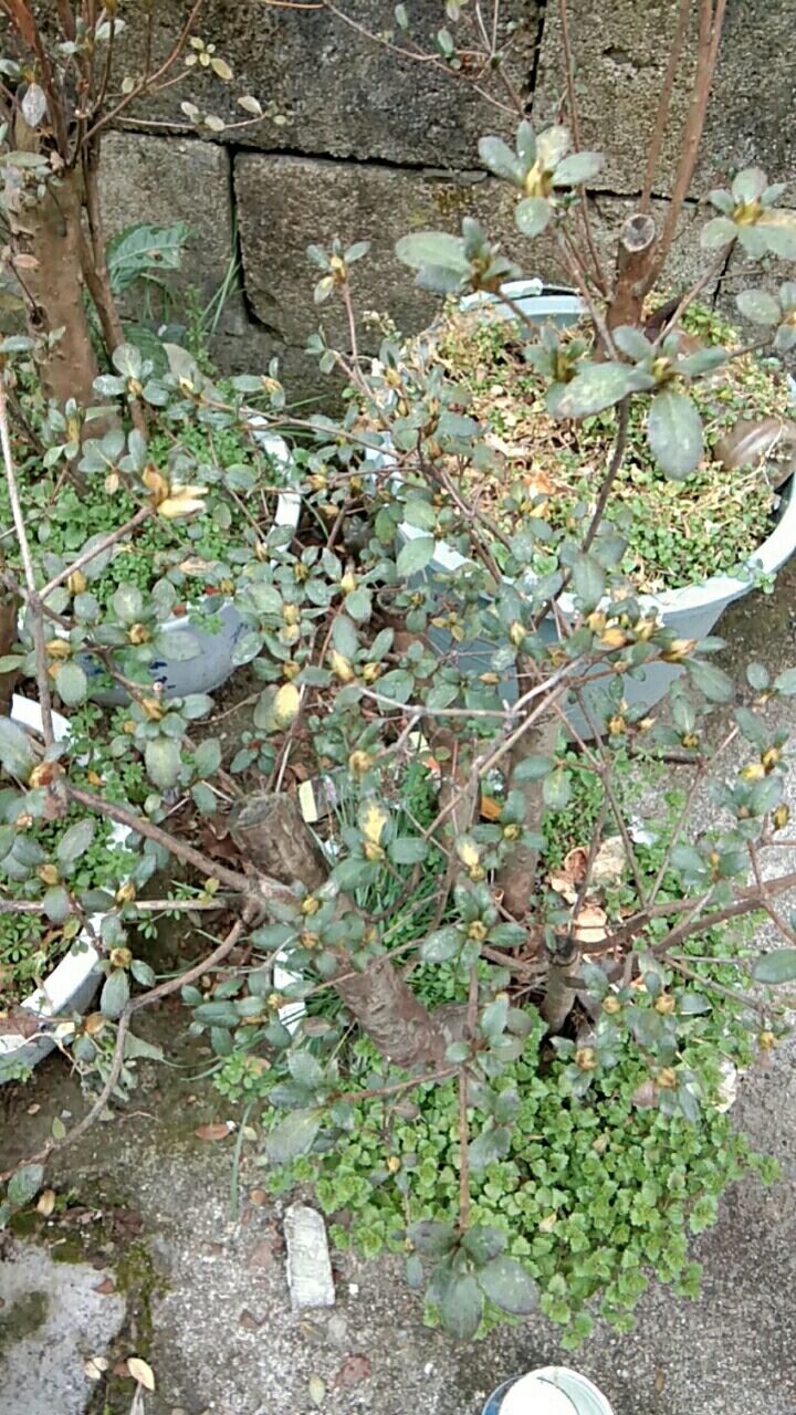 国旗红杜鹃 0.5~1米 