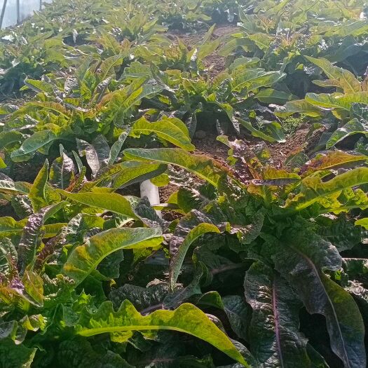 永城市莴笋 河南自家种植红叶尖莴苣无抽苔无空心需要的提前订购