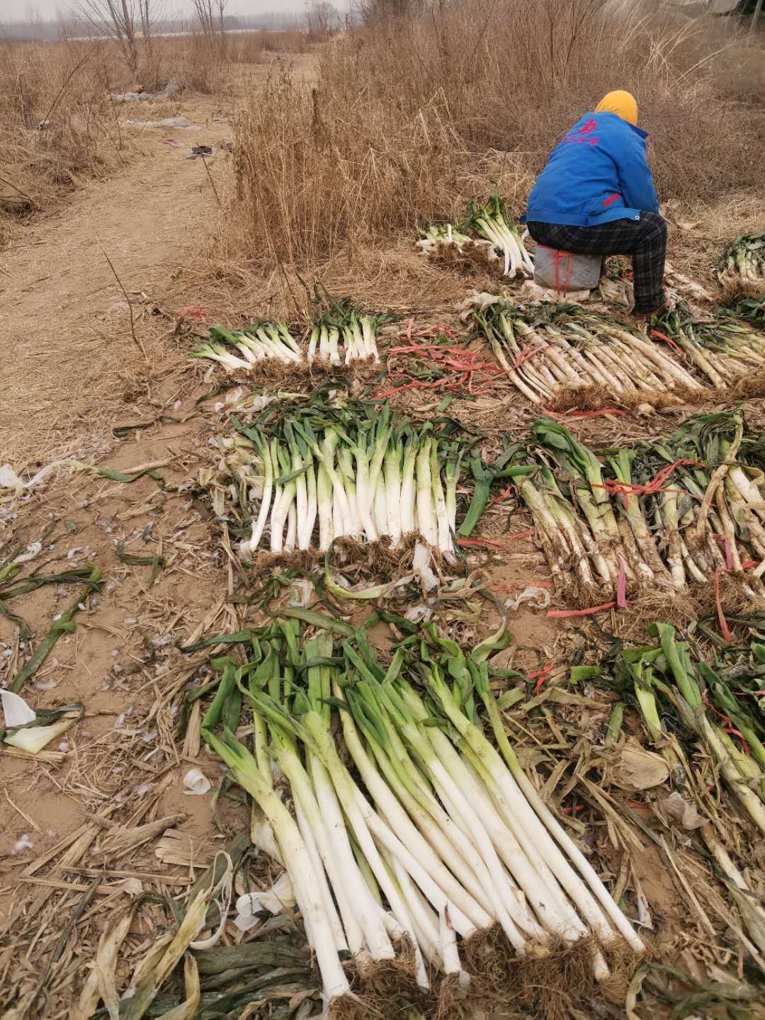  正宗章丘大梧桐葱，自产自销，数量不多，欢迎订购