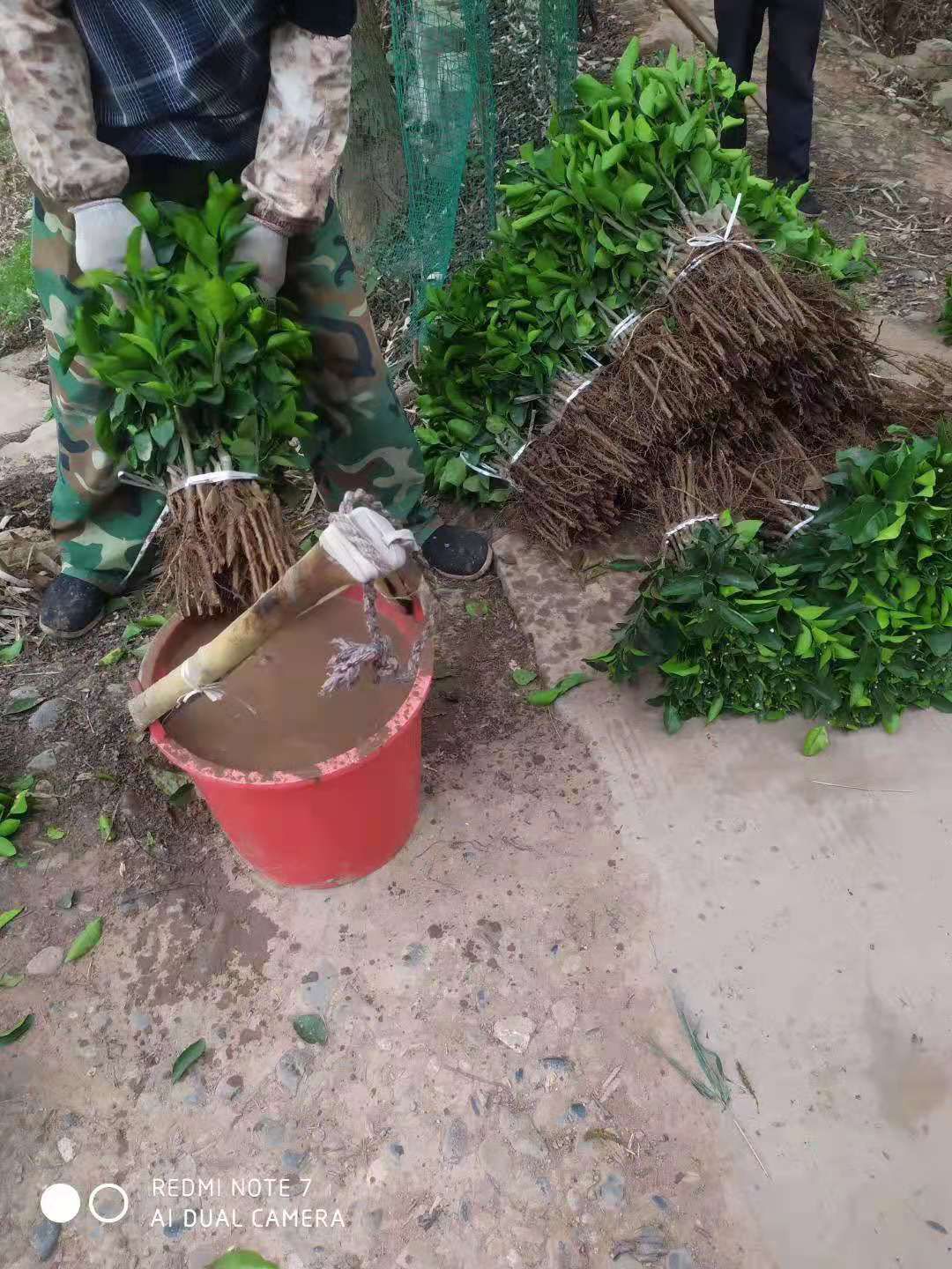 早熟砂糖橘，沙糖桔苗，苗圃直销，现挖现发