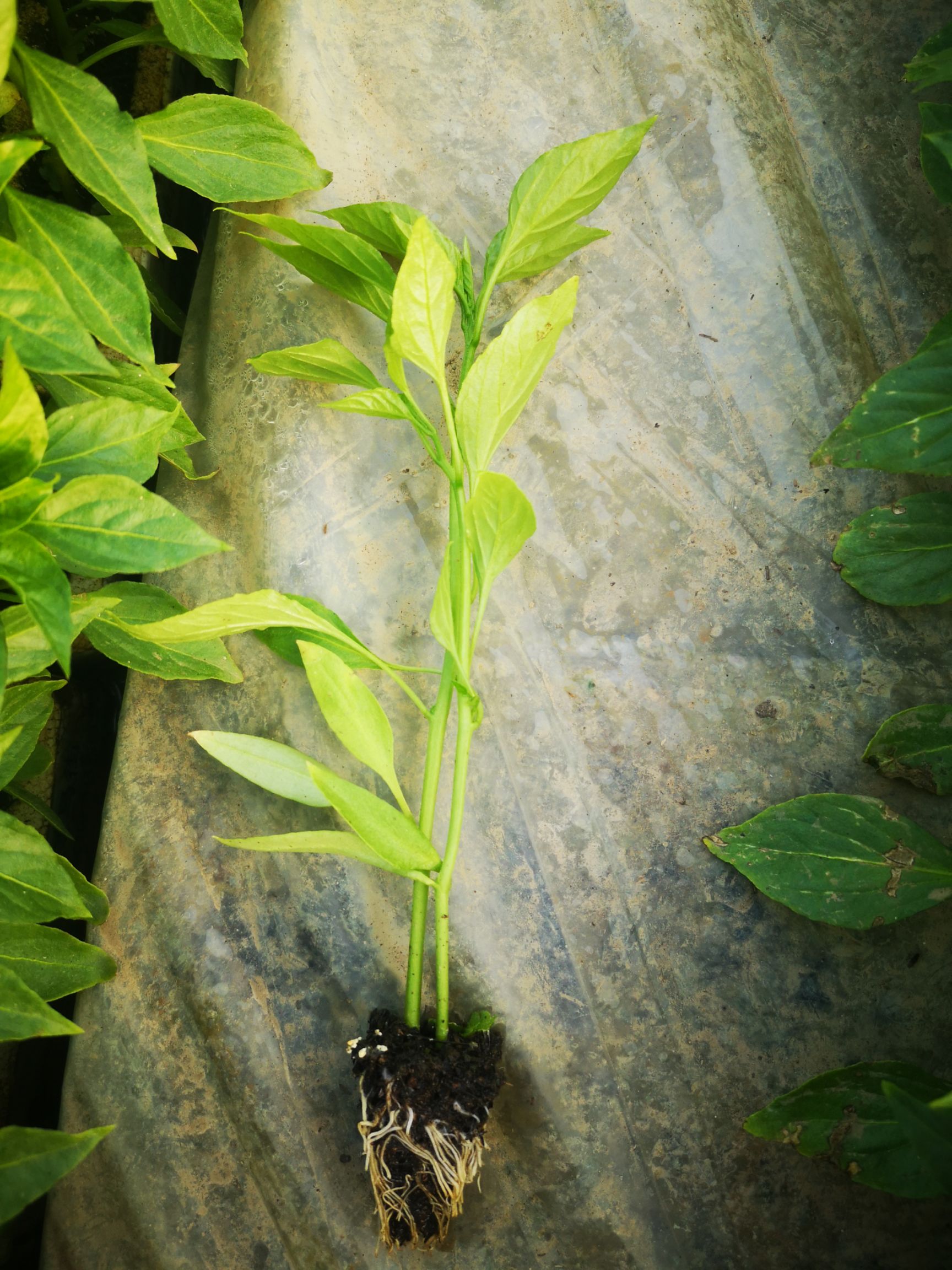 羊角椒苗，产量高，抗病性强，市场表现好，果型匀称，