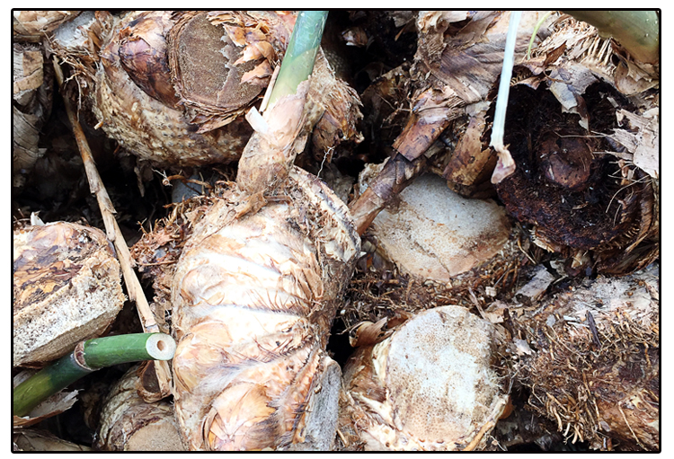 麻竹苗甜竹笋苗地栽户外大型竹苗非毛竹楠竹苗