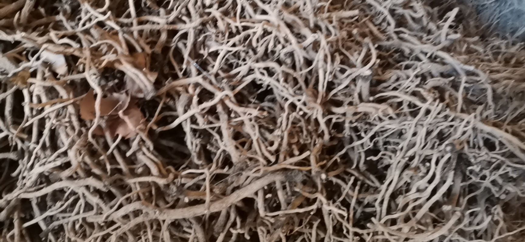 北板蓝根 中药材板蓝根