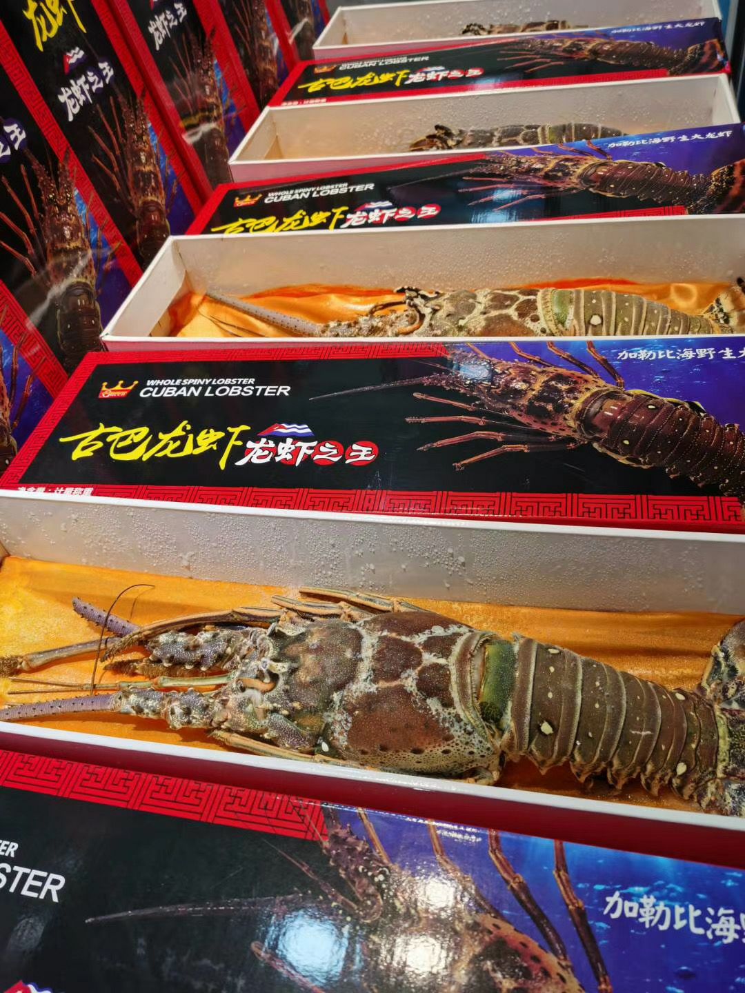  古巴龙虾，澳洲龙虾