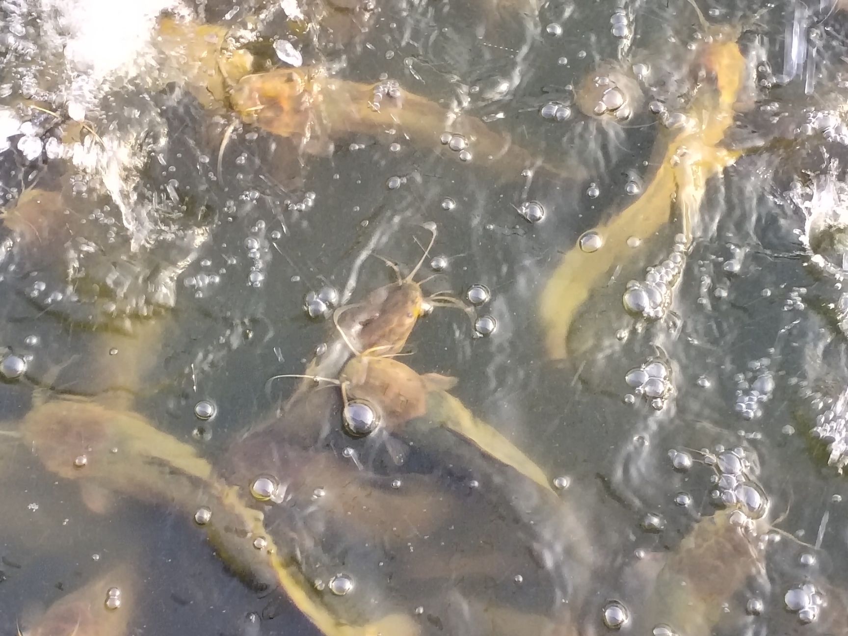 本地塘鲺  5两以上