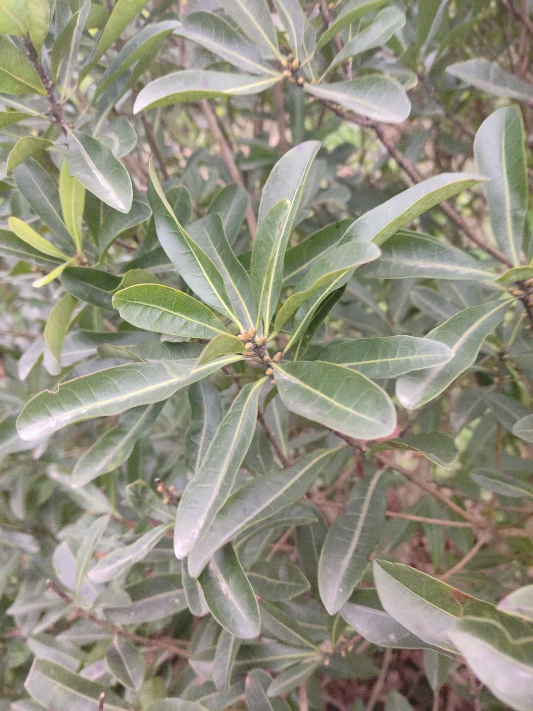 黑高峰杨梅树苗 黑炭，台梅，东魁  ，欢迎新老顾客选购，[勾引][勾引][勾