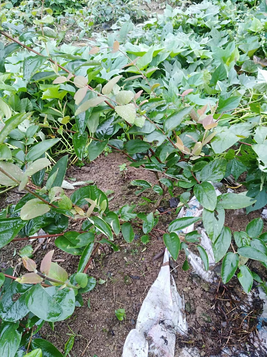 山银花苗  湘蕾5号金银花苗木