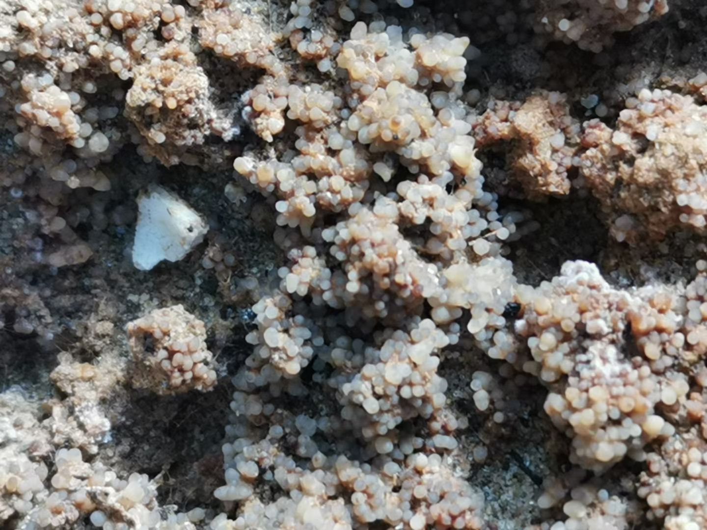 羊肚菌菌z   羊肚菌栽培袋  羊肚菌栽培袋  产量高