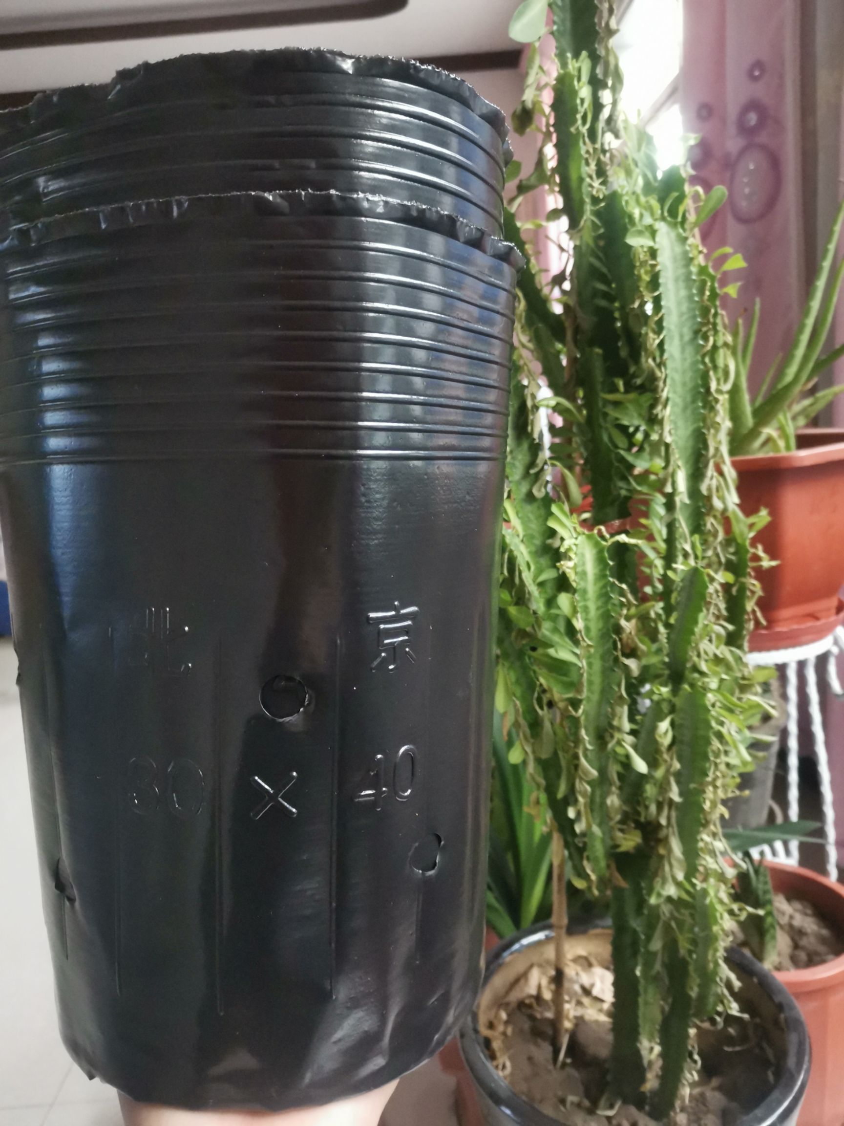 种植箱/育苗箱  新一代防老化育苗杯，35×40/300个一件加厚