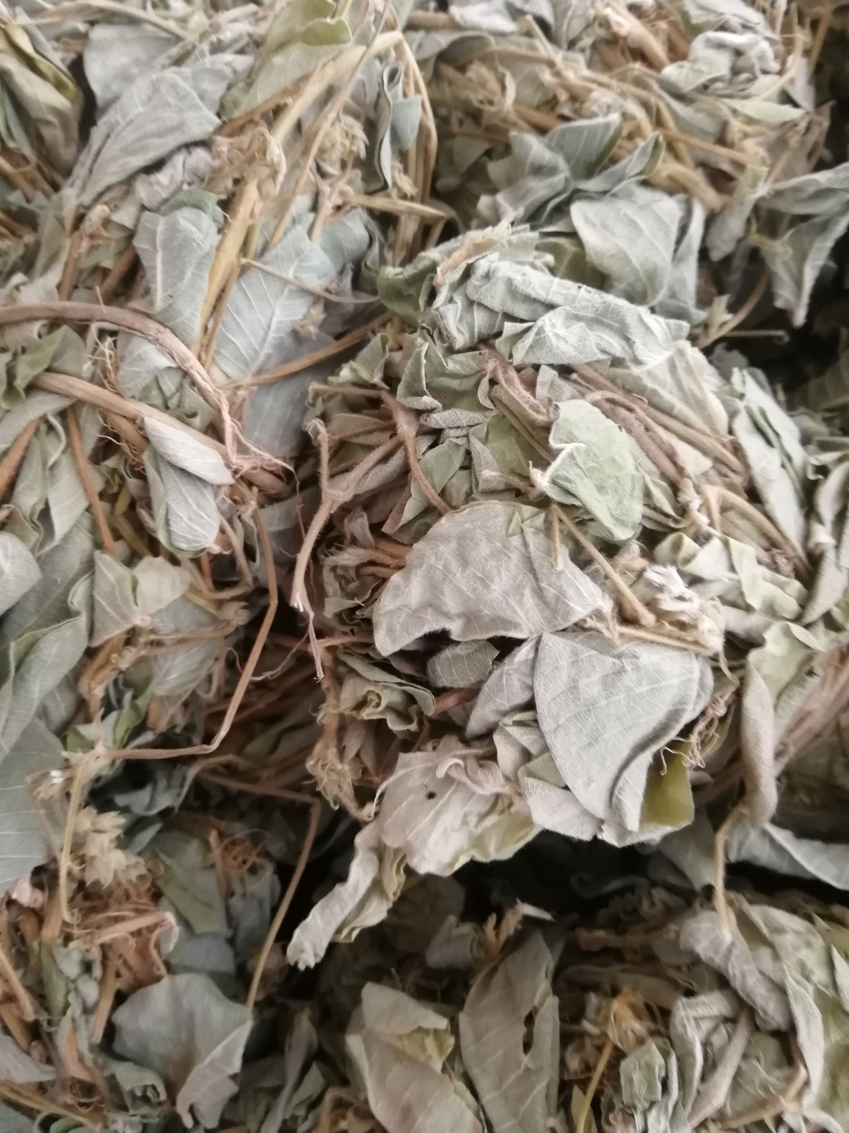 【精选】新鲜切段金钱草，和扎把金钱草，颜色青绿/大量起批