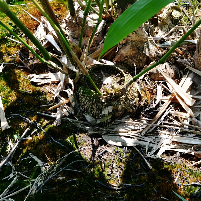 麻竹苗甜竹笋苗地栽户外大型竹苗非毛竹楠竹苗