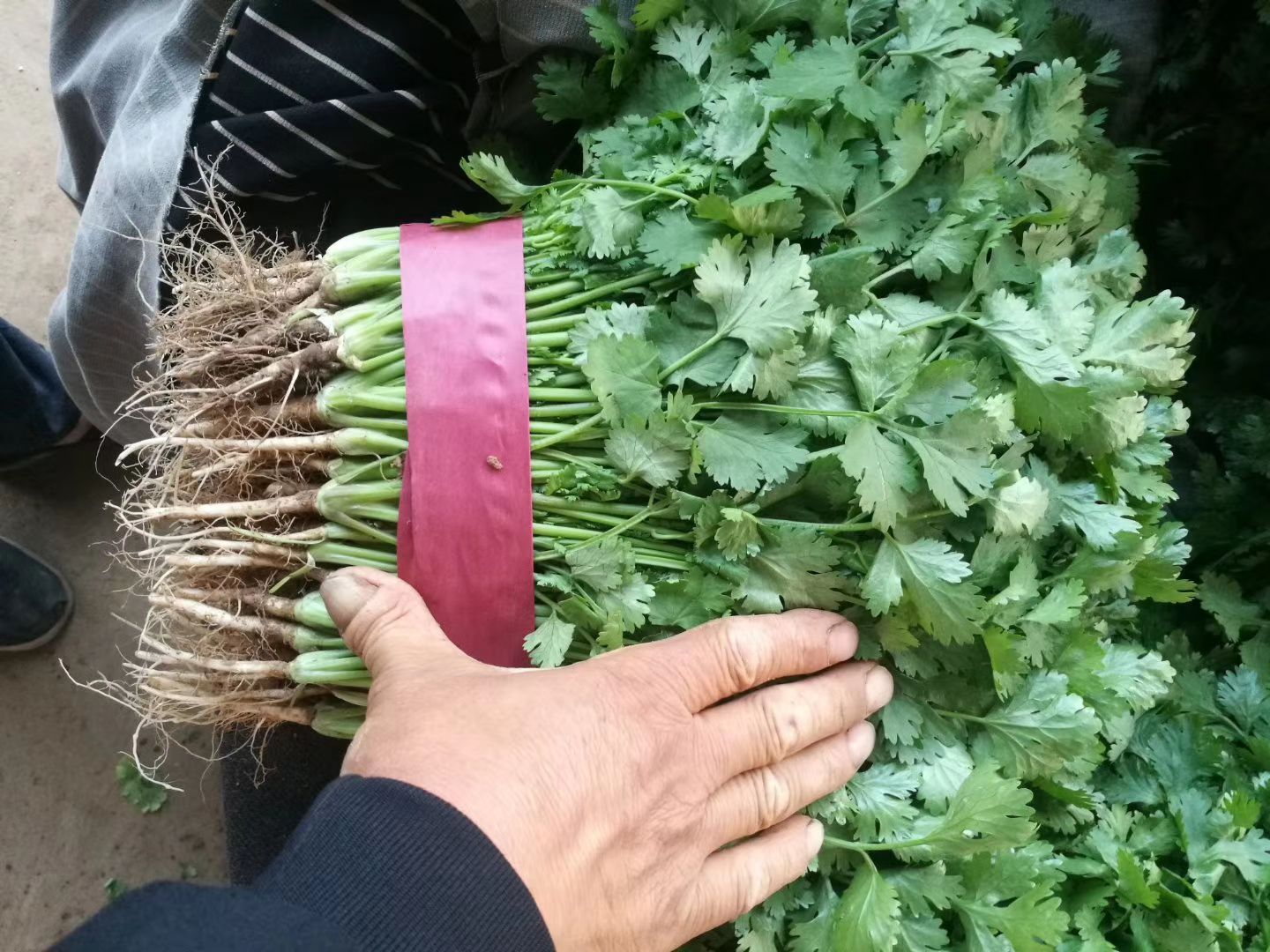 精品香菜上市中。