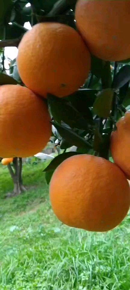 湖北秭归脐橙品种齐全一年四季鲜果供应产无中间商