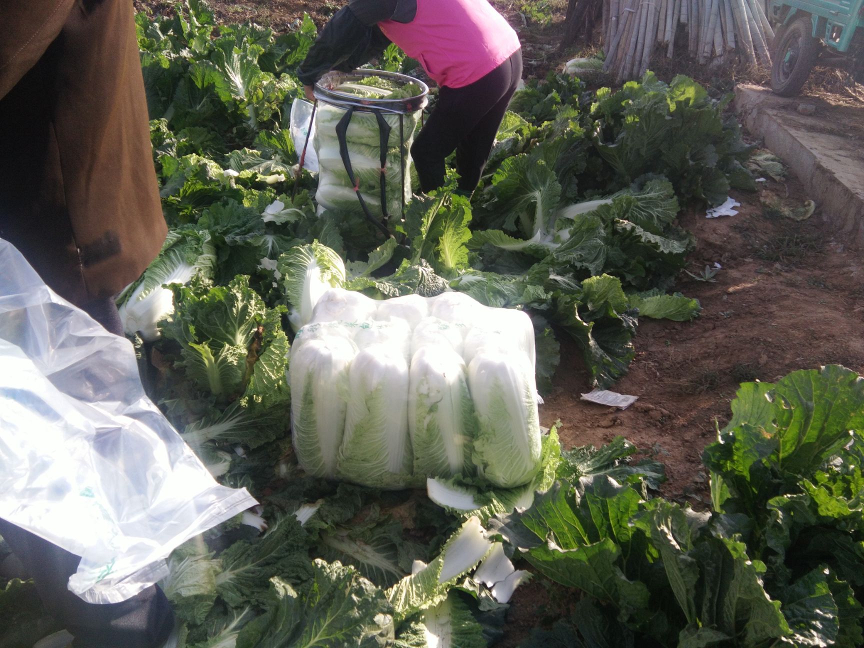 北京新3号  山东济南平阴大量供应北京新三号白菜