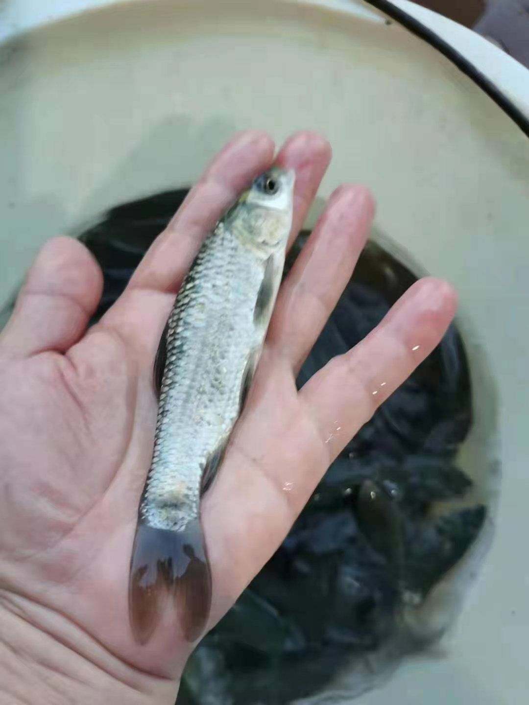 黑鲩鱼苗，(螺丝青）优质快大，自家鱼场直供。