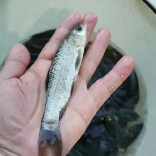 南宁黑鲩鱼苗，(螺丝青）优质快大，自家鱼场直供。