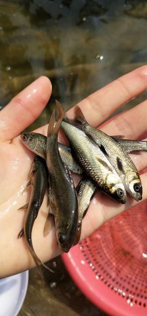 黑鲩鱼苗，(螺丝青）优质快大，自家鱼场直供。