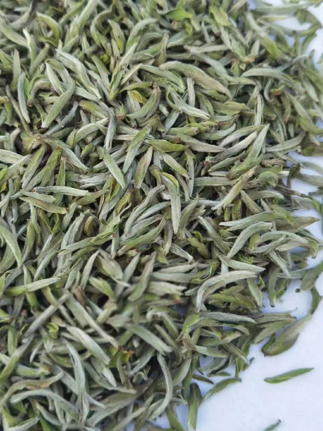 2021年 头采 大毫米粒芽 白毫银针 新茶上市