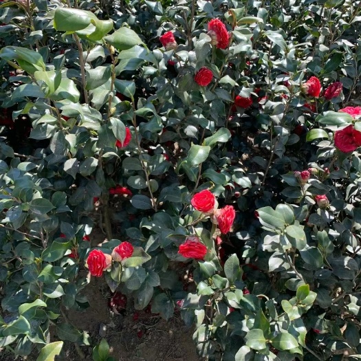 广元山茶花 100~140cm 
