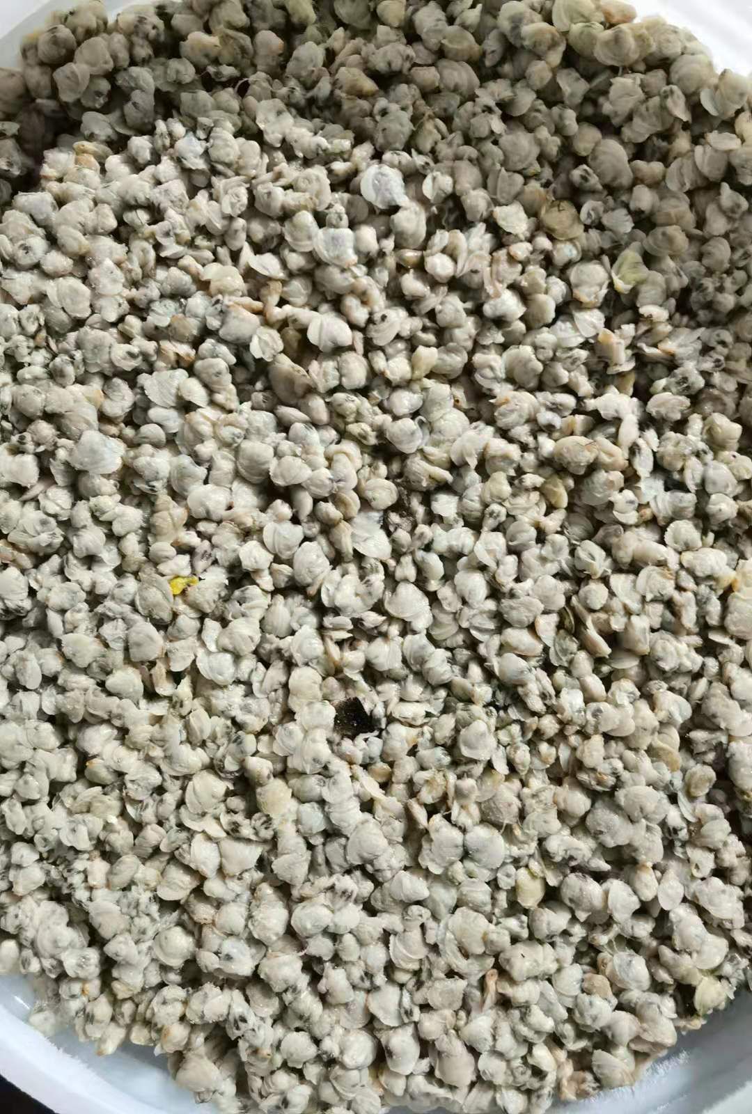 黄沙蚬  天然河蚬肉，肉质鲜美