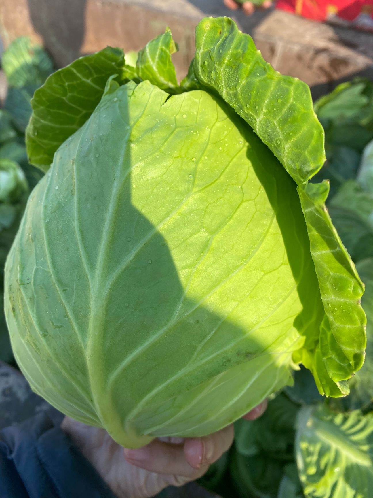 包菜  甘蓝现货 湖北思特丹大量上市 产地直销 可视频看货