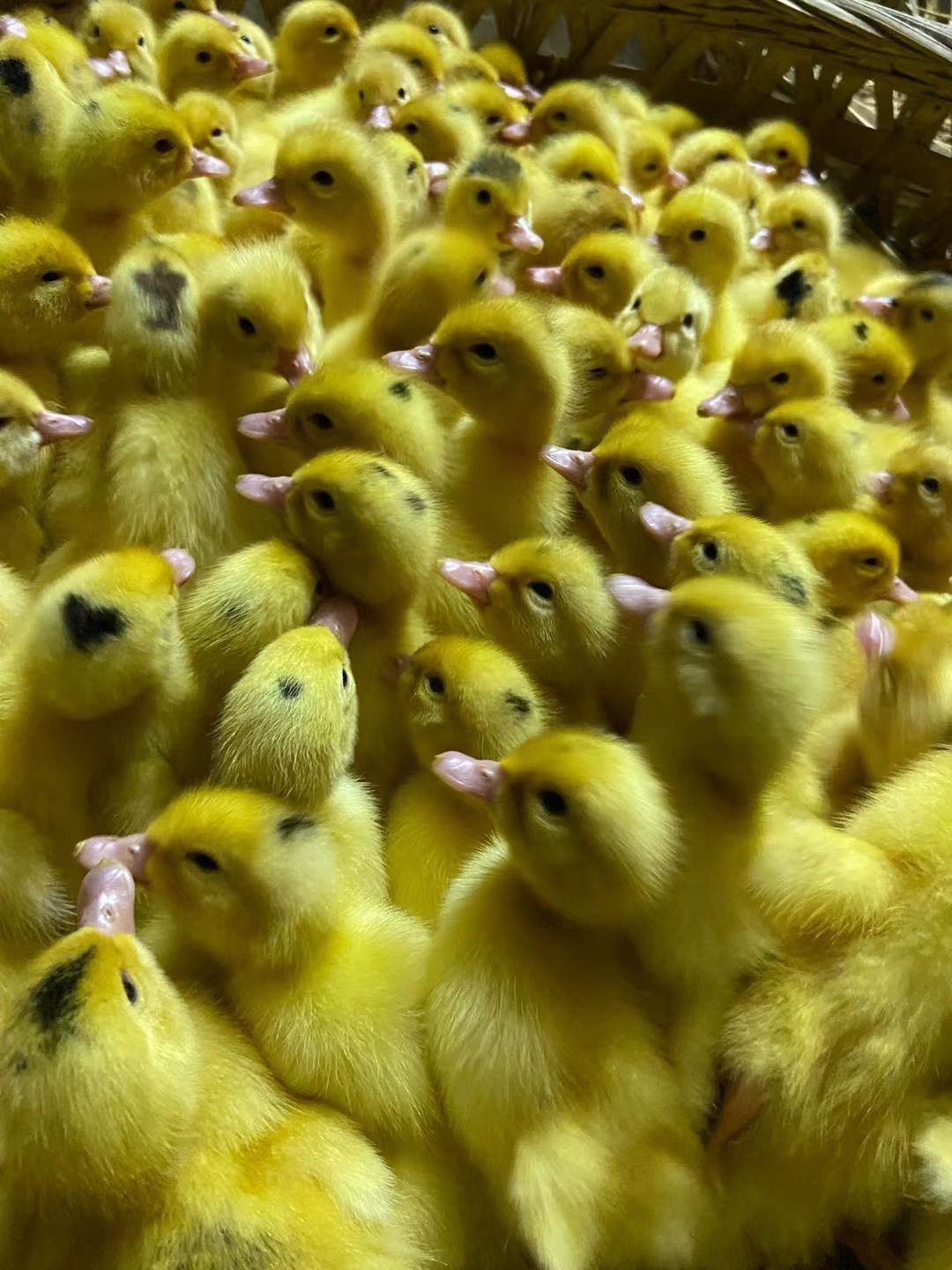 半番鸭苗  m18螺鸭，耐粗易养、生存力强、长速快、体型大、肉质好...