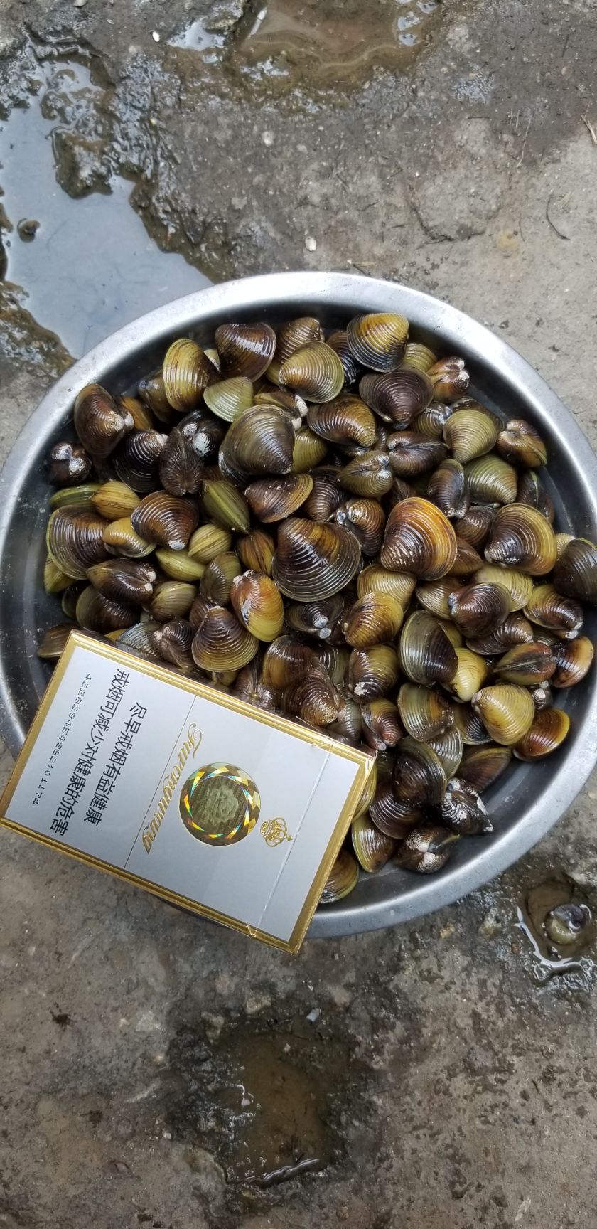 黄沙蚬  淡水河蚬 质量保证 长期稳定 周边配送